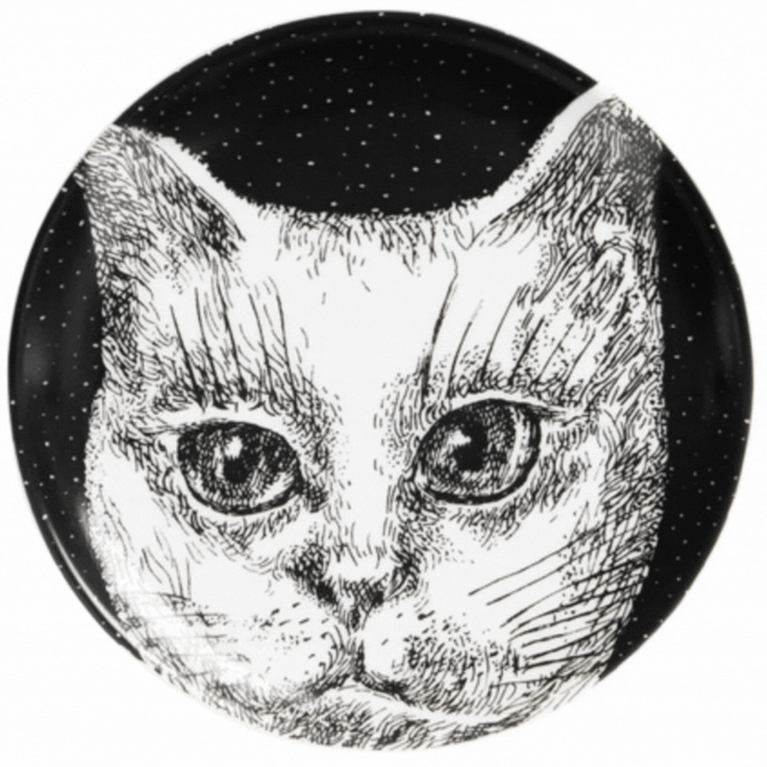 It's a Feline World: Meet Us at the Catwalk