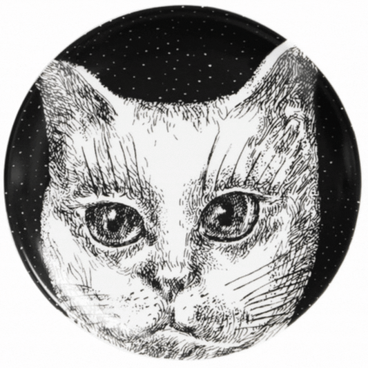 It's a Feline World: Meet Us at the Catwalk
